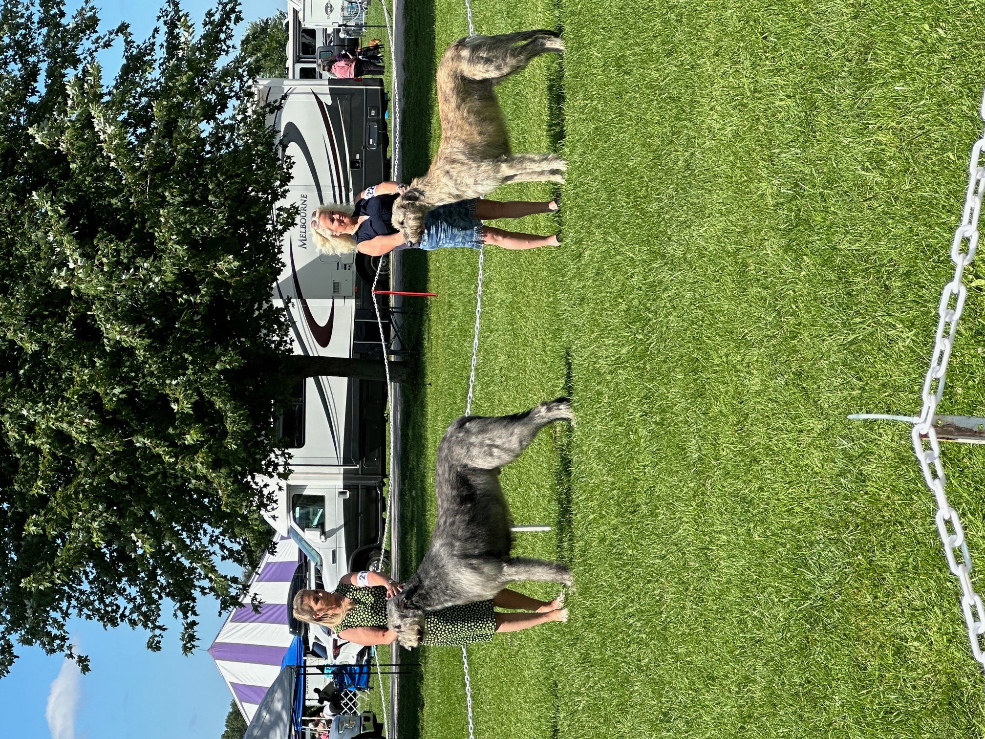 Angus2IMG_1265